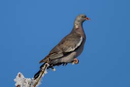 wood pigeon